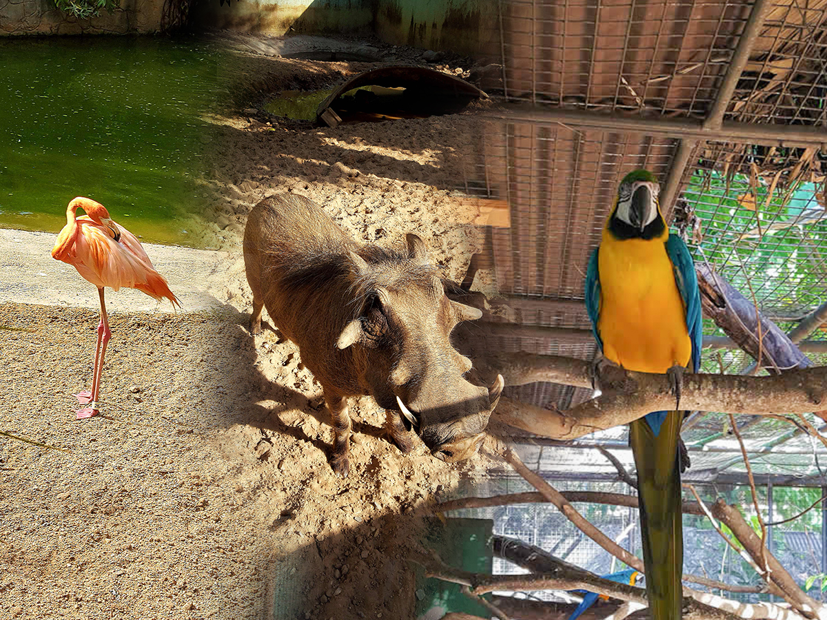 Five Destinations for Animal Lovers Destination Trinidad and Tobago Five Destinations for Animal Lovers Destination Trinidad and Tobago