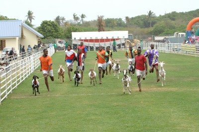 Racing Goats at Buccoo Village, Tobago
