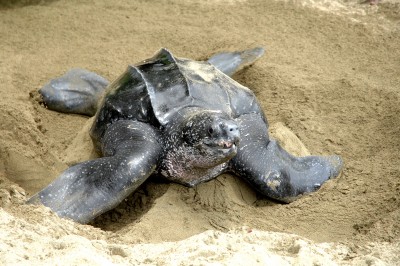 Turtle Laying Turtle Beach Tobago