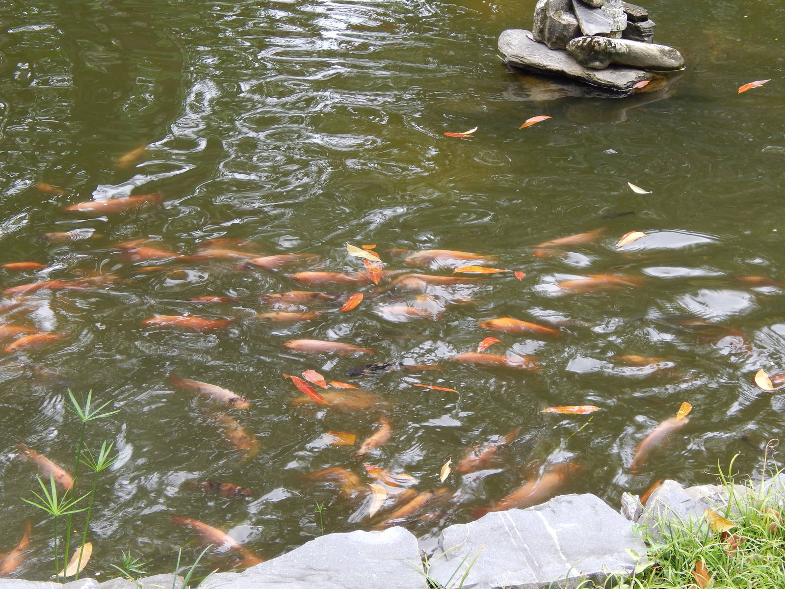 fs_adventure-farm-and-nature-reseve-DSCN3982