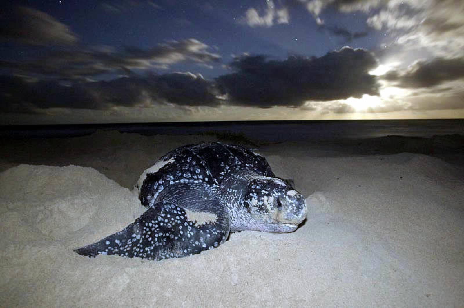 Majestic Leatherback turtle at sunrise on Matelot