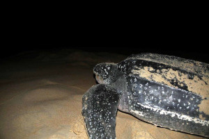 fs_turtle-nesting-season-DL5A1800