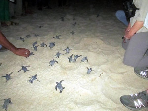 fs_turtle-nesting-season-IMG_0085