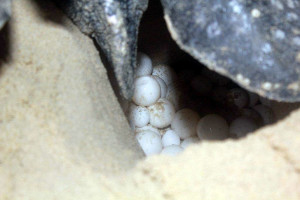 fs_turtle-nesting-season-IMG_4690