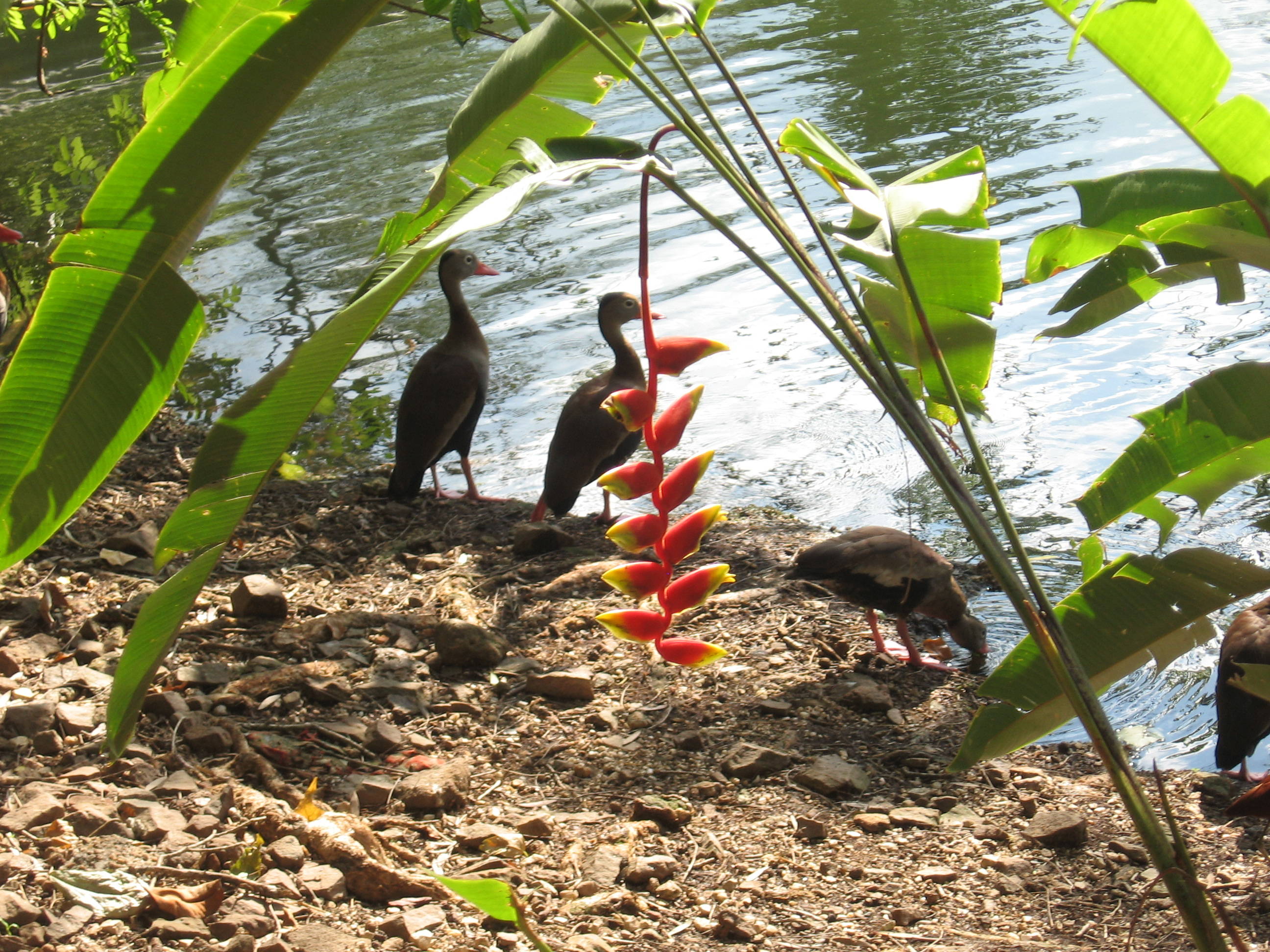 fs_wild-fowl-IMG_6171