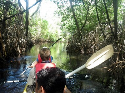 Kayaking through the mangrove of Nariva Swamp.