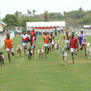 Racing Goats at Buccoo Vliiage, Tobago