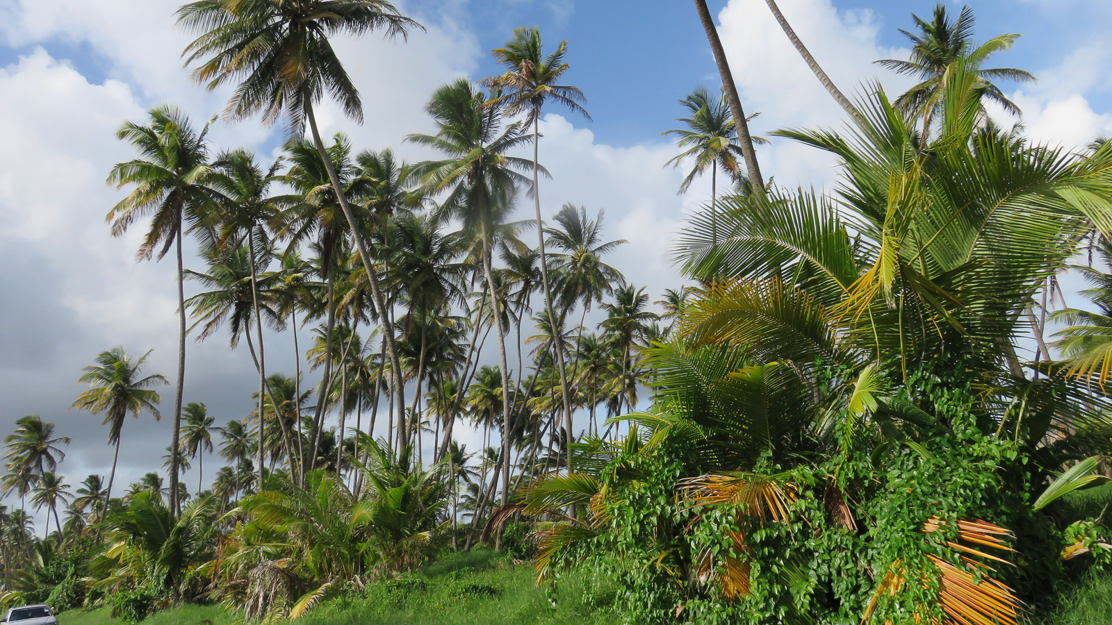 Manzanilla Beach Destination Trinidad And Tobago Tours Holidays manzanilla-beach-destination-trinidad-and-tobago-tours-holidays