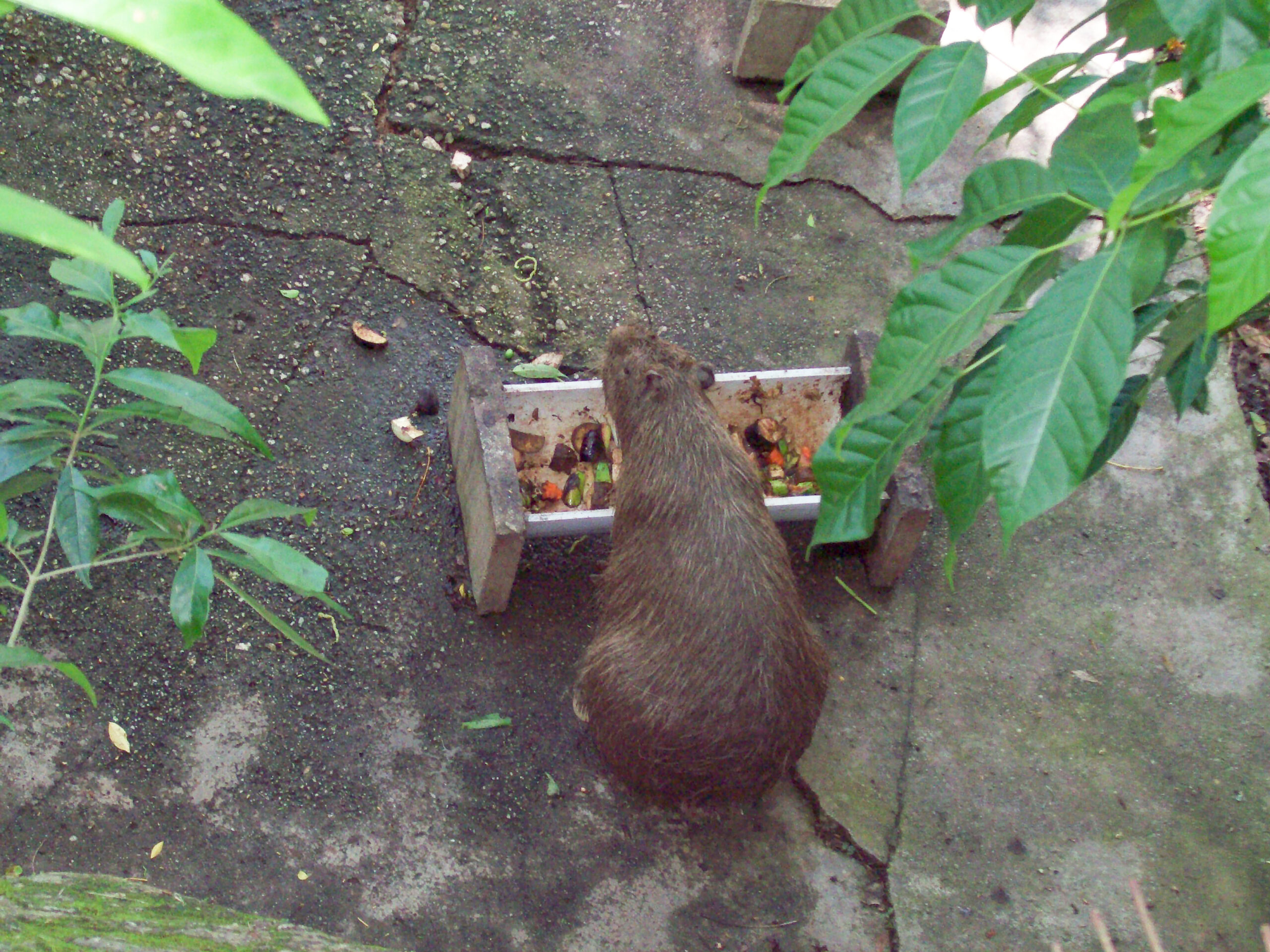 Emperor Valley Zoo Destination Trinidad and Tobago Tours, Holidays