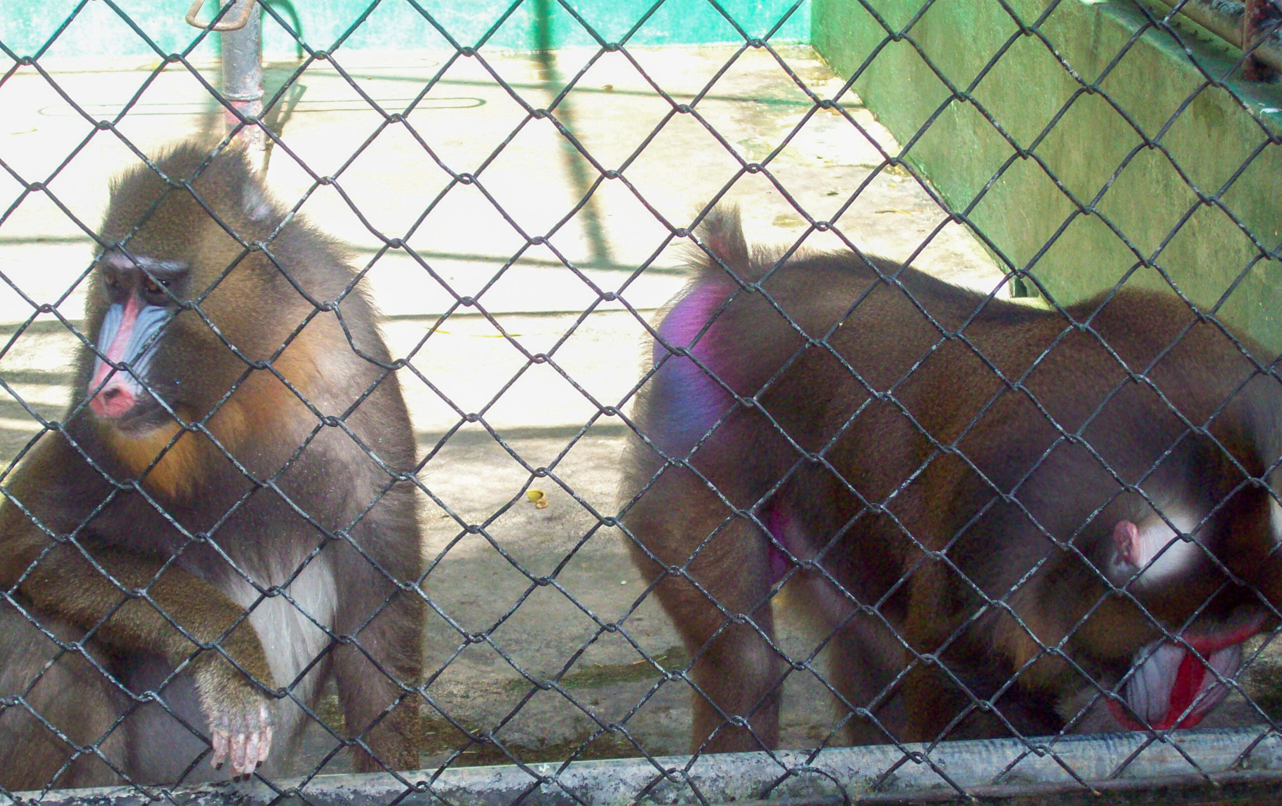 Emperor Valley Zoo Destination Trinidad and Tobago Tours, Holidays