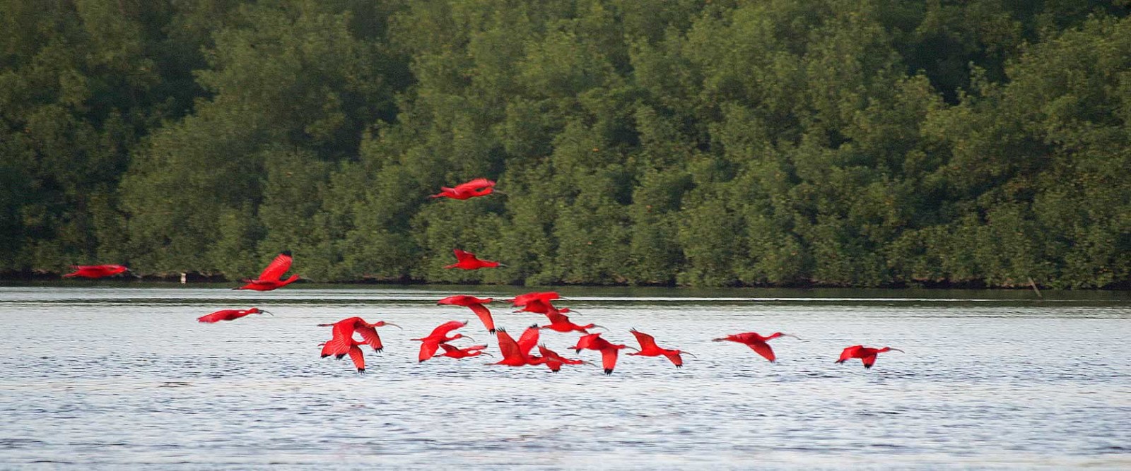 caroni swamp tour