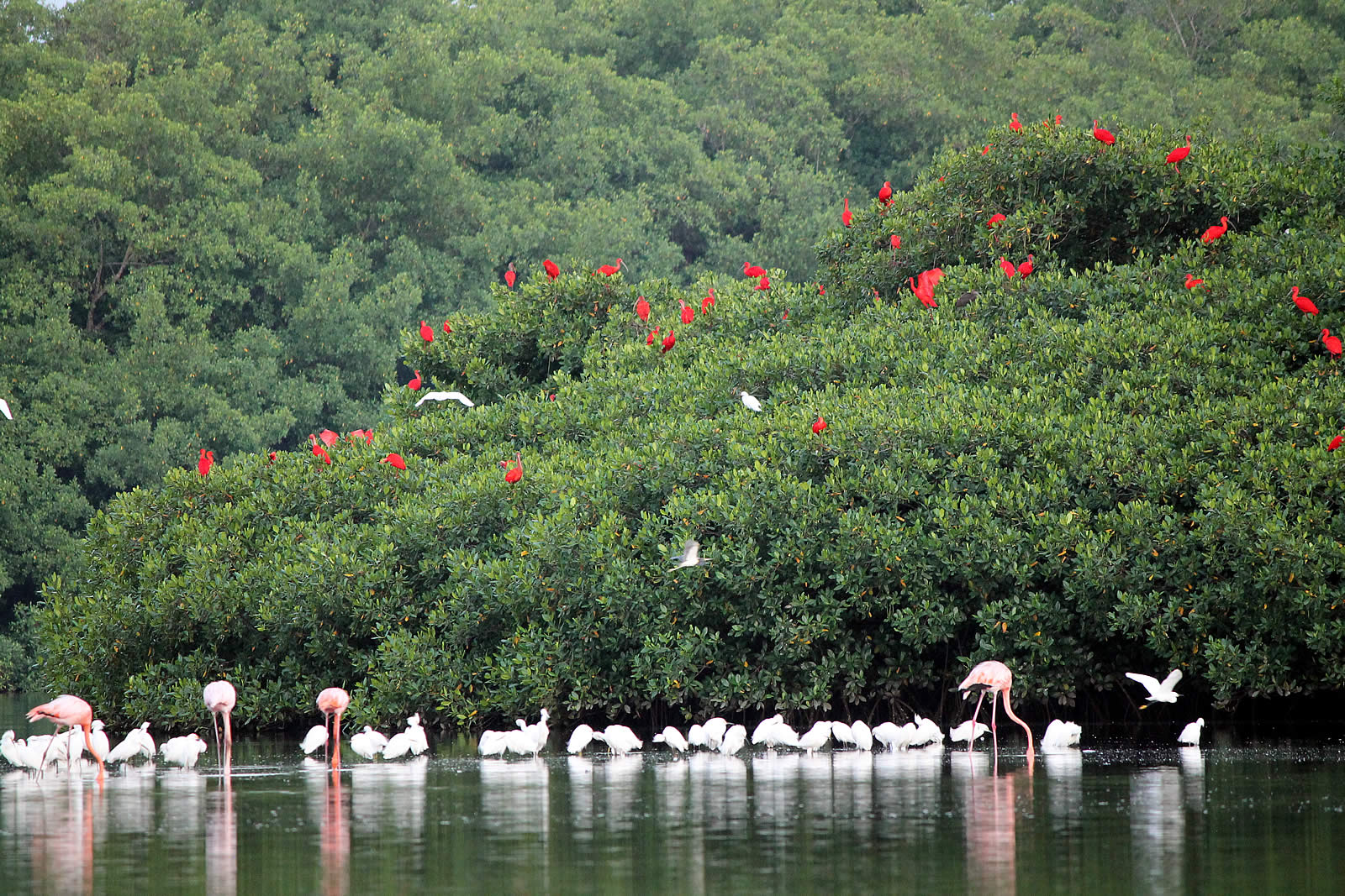 bird watching tours trinidad