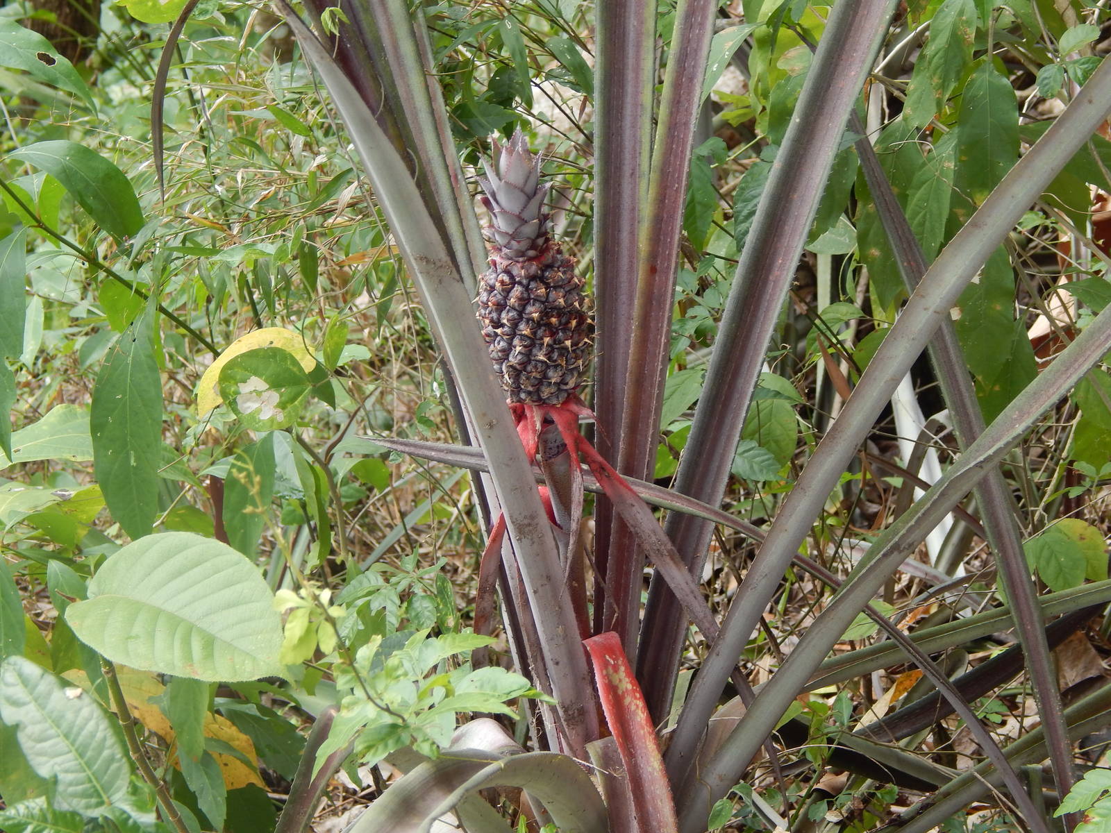 Adventure Farm and Nature Reserve Destination Trinidad and Tobago