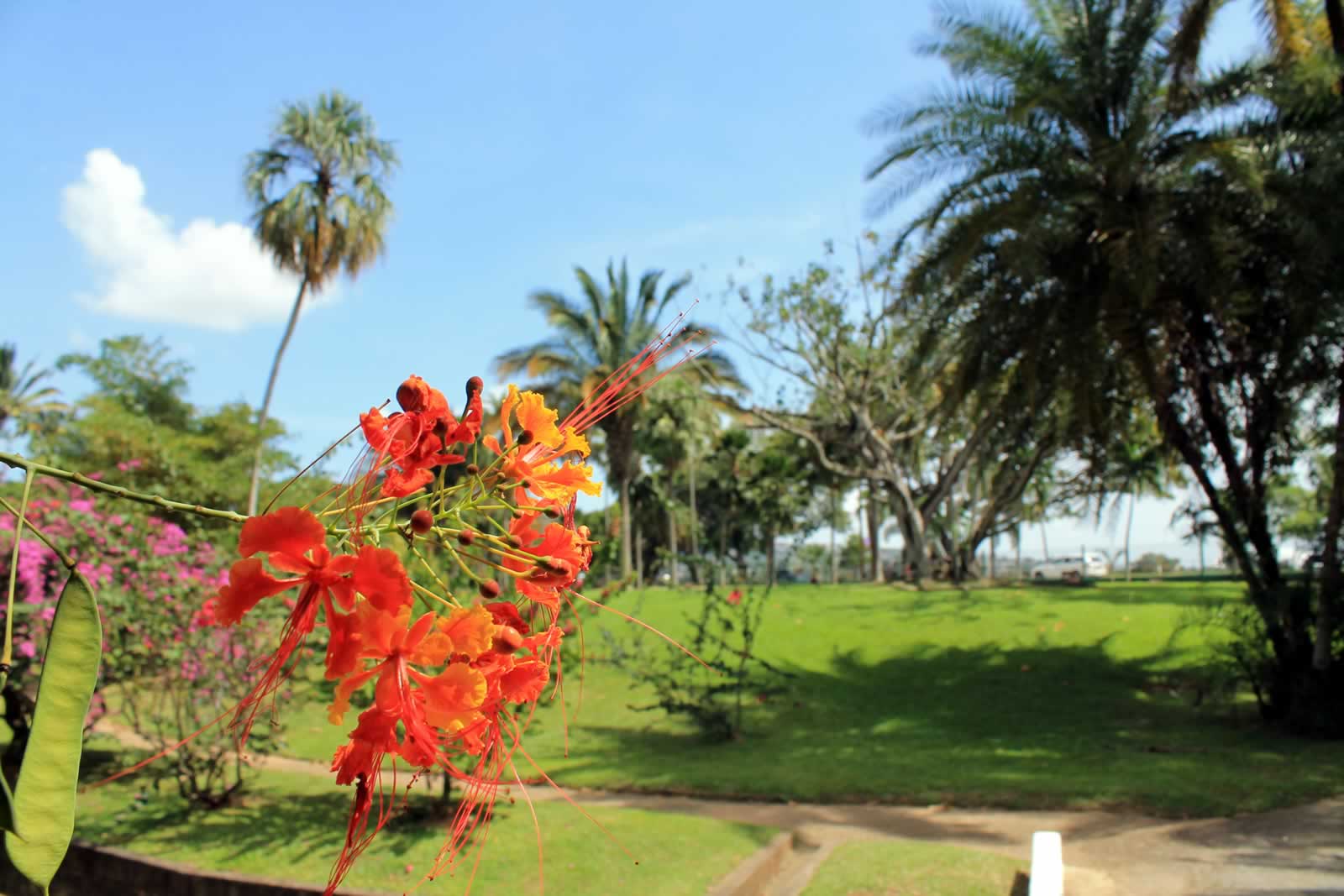Botanic Gardens Destination Trinidad and Tobago Tours, Holidays, Vacations and Travel Guide