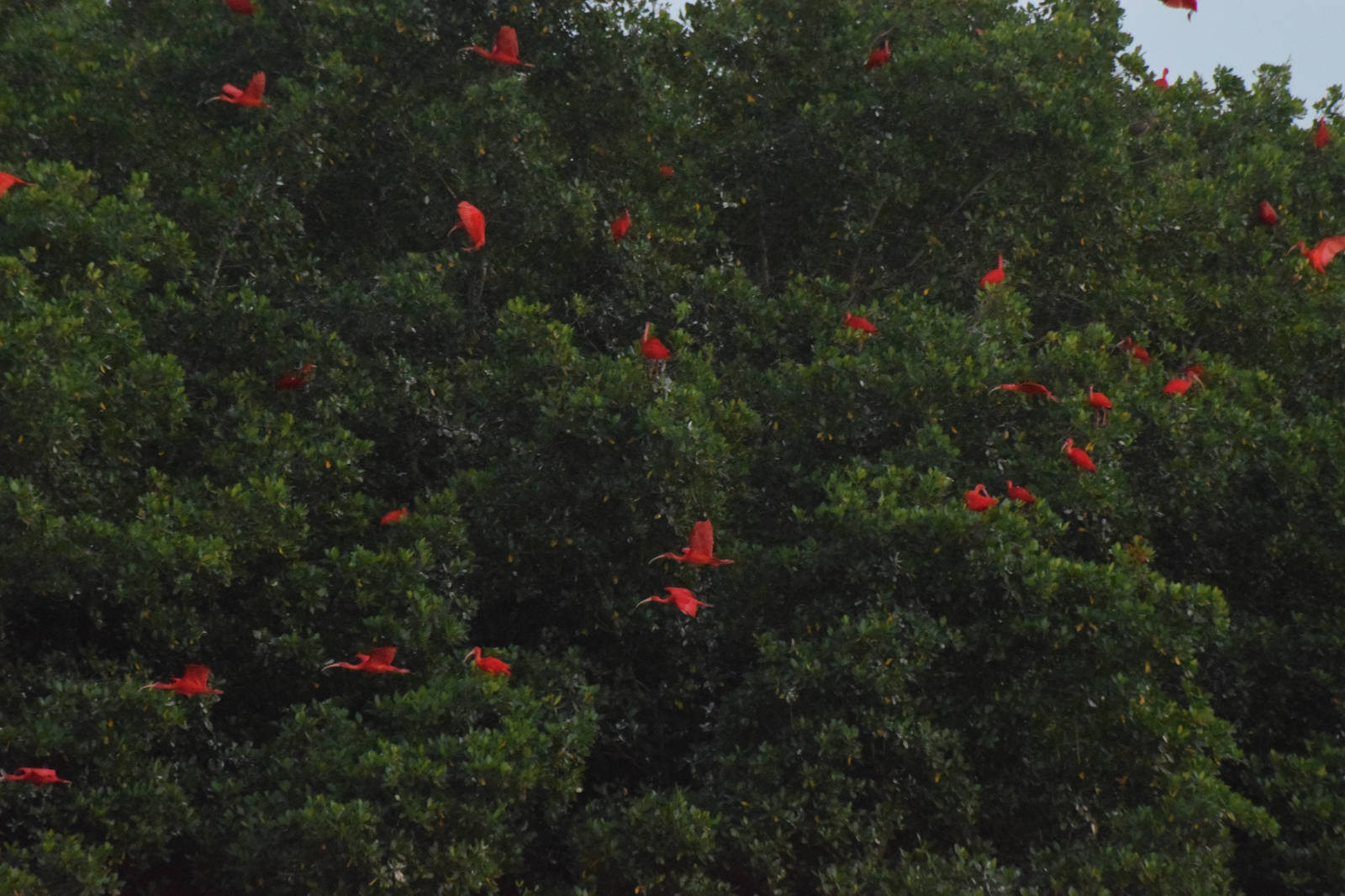 Caroni Swamp and Bird Sanctuary Destination Trinidad and