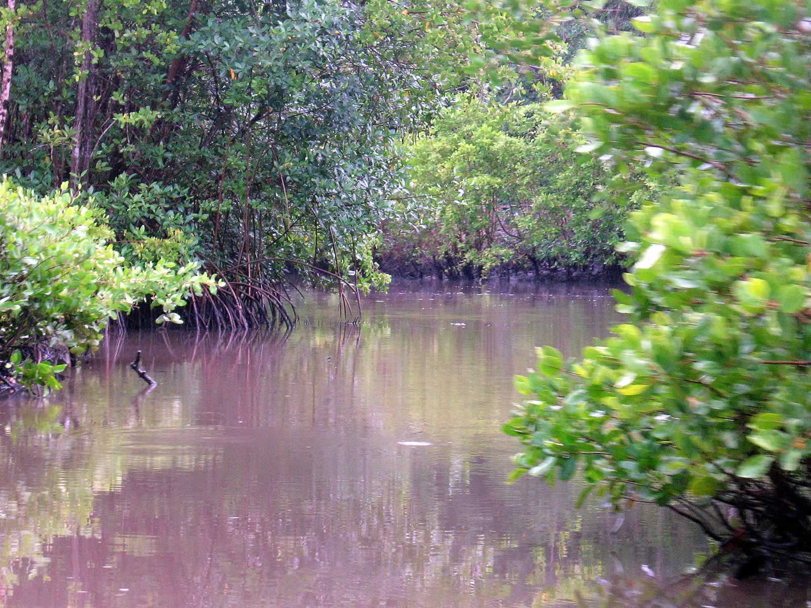 Caroni Swamp and Bird Sanctuary Destination Trinidad and