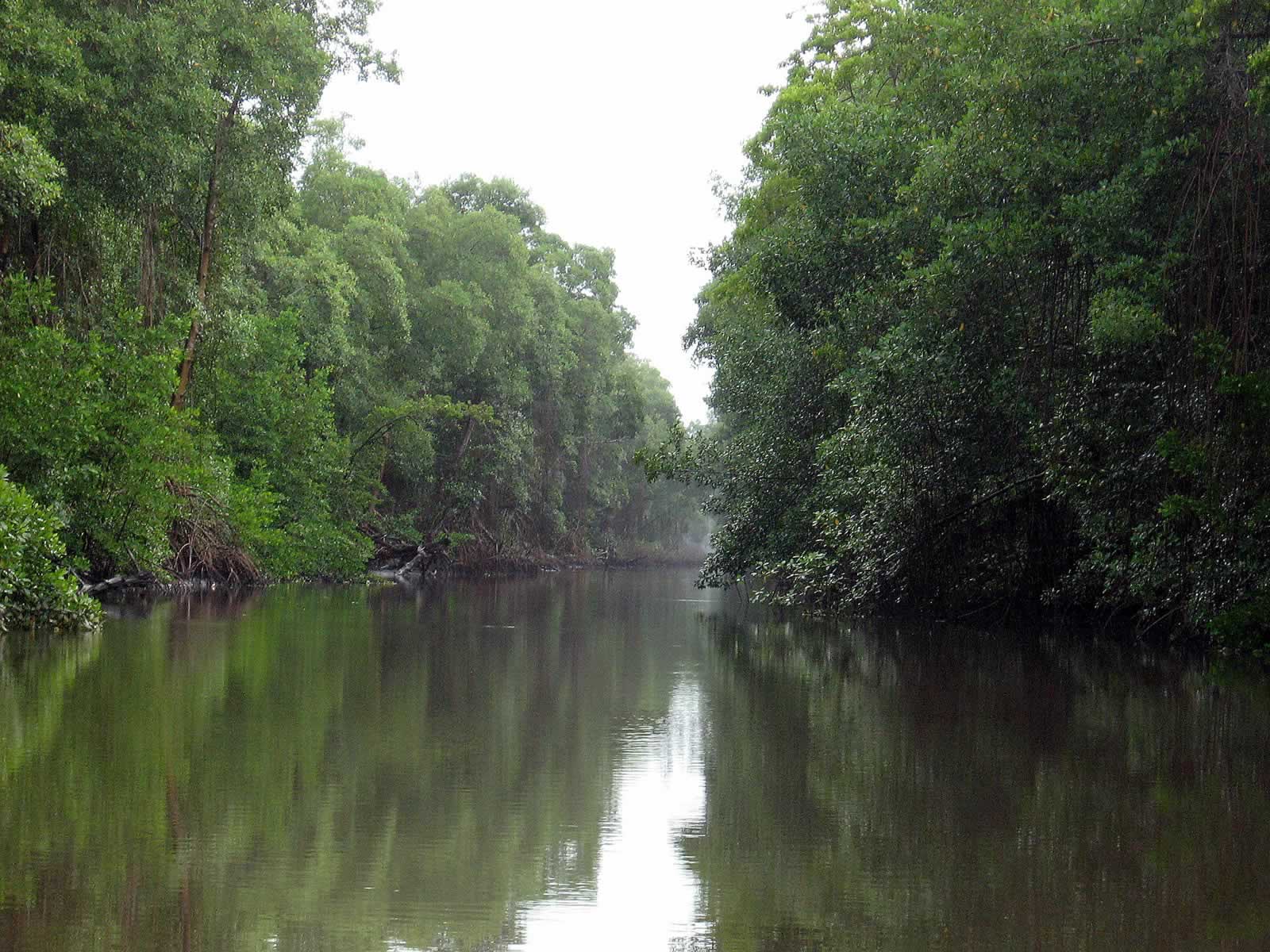 Caroni Swamp and Bird Sanctuary: Destination Trinidad and Tobago
