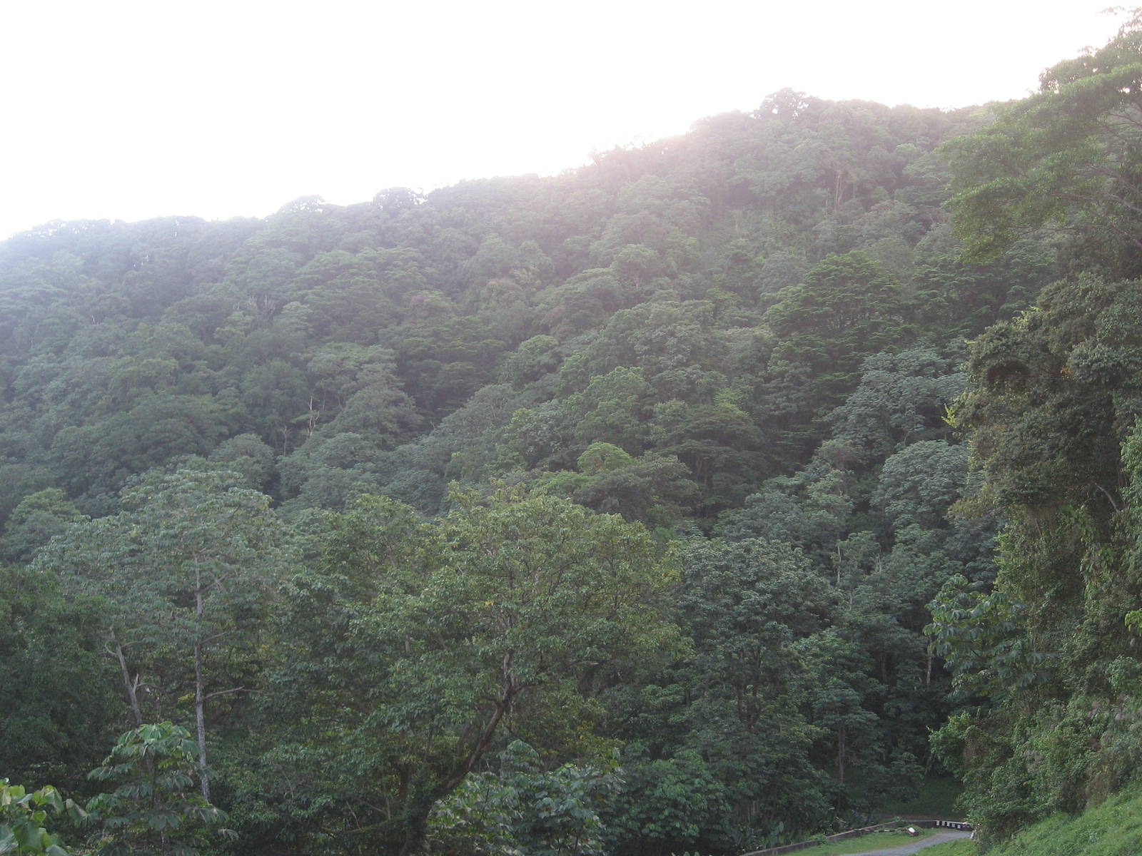 Main Ridge Forest Reserve Destination Trinidad and Tobago Tours