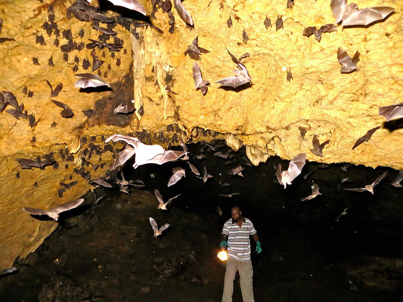 Mount Tamana Bat Caves Destination Trinidad and Tobago Tours