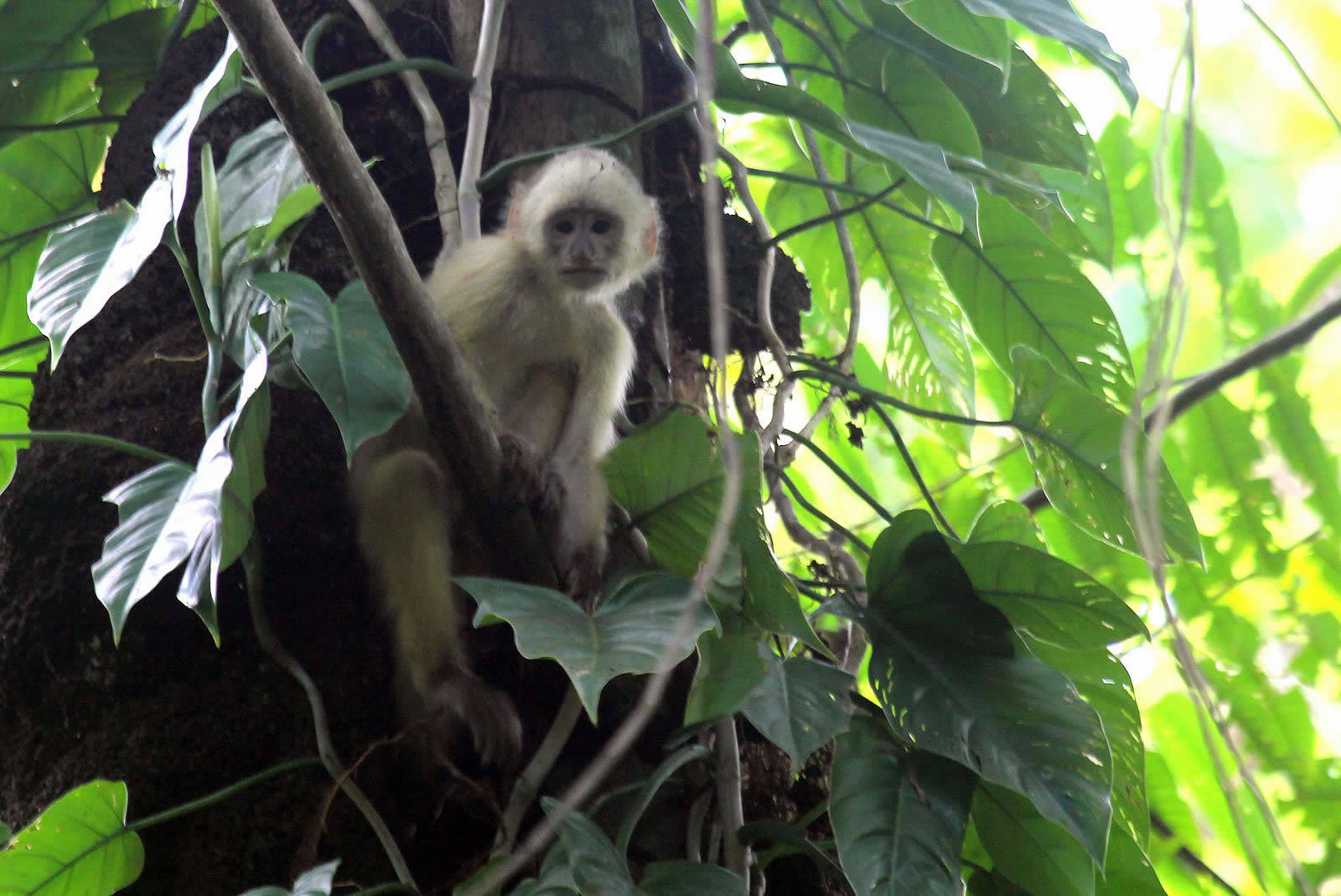 Nariva Swamp Destination Trinidad and Tobago Tours