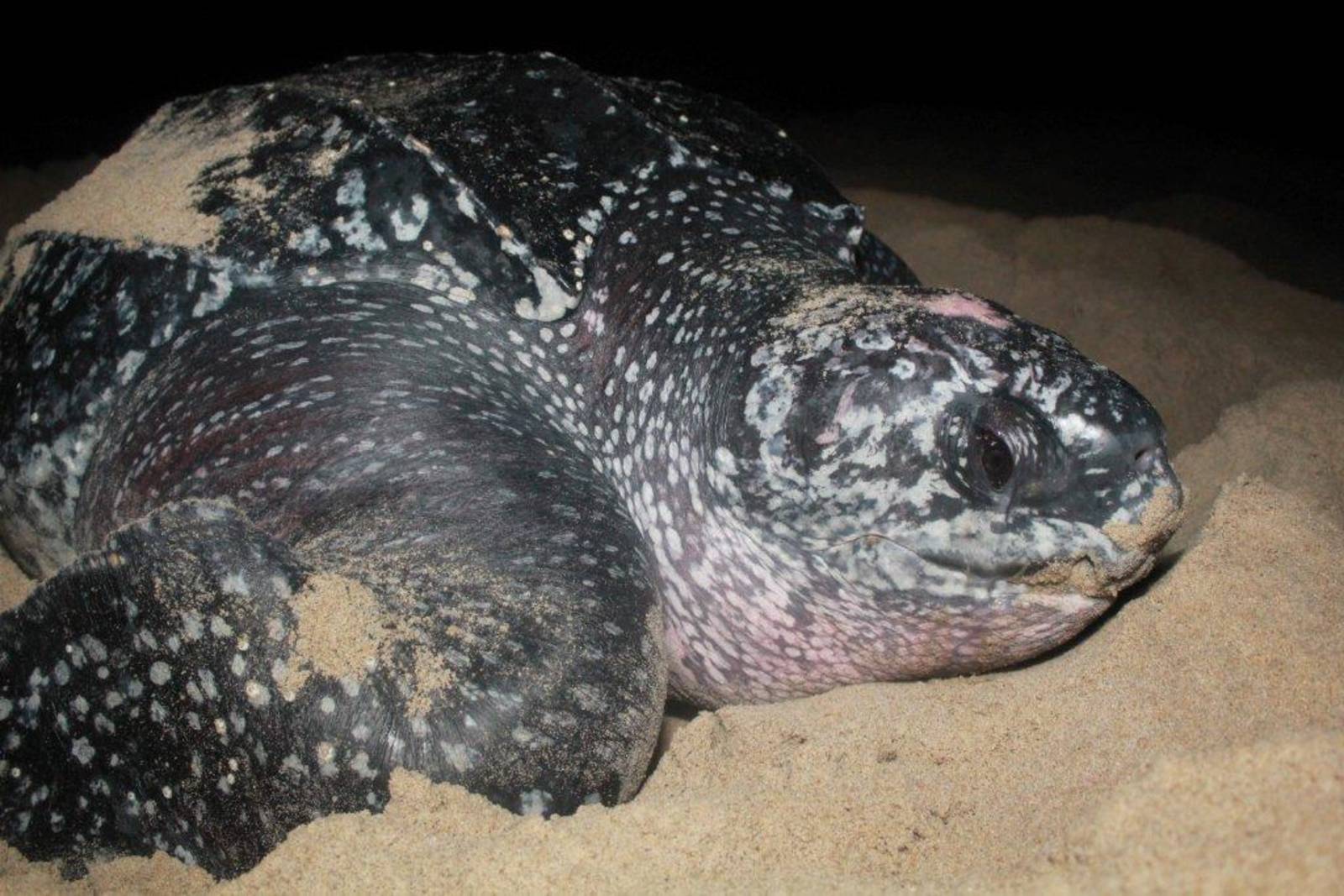 Nature Seekers Destination Trinidad and Tobago Tours, Holidays