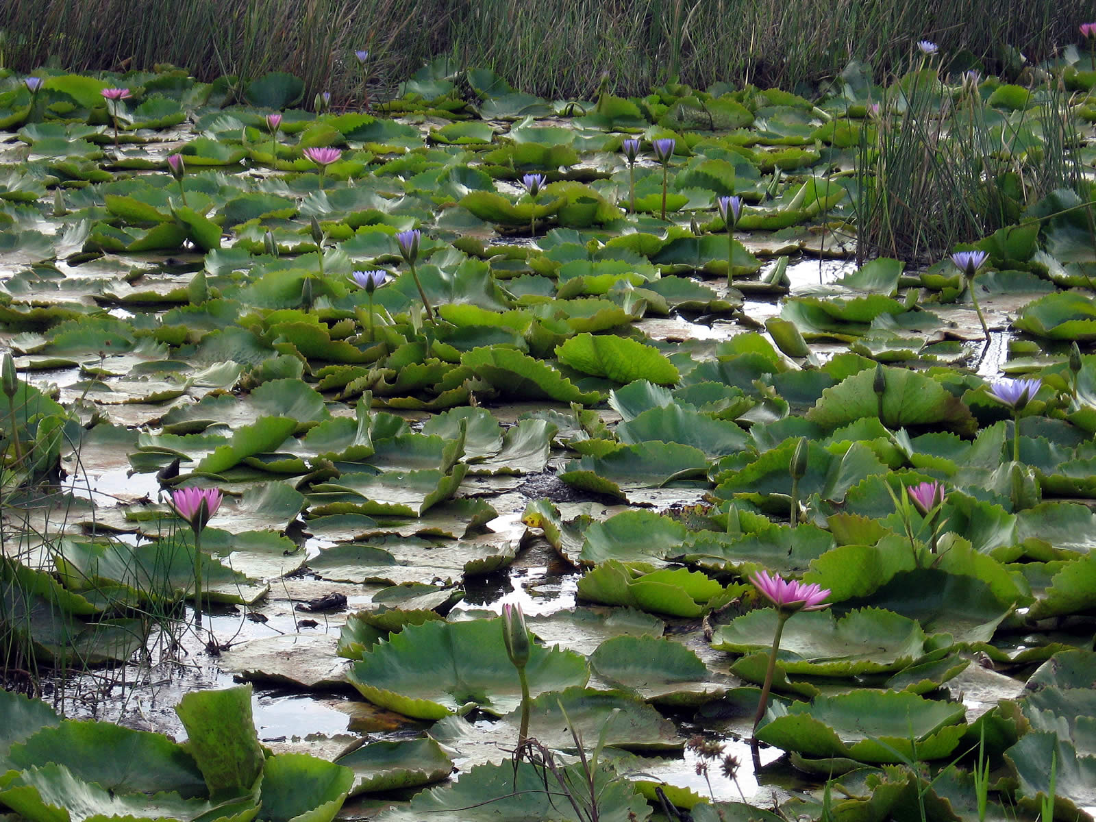 pitch lake tours trinidad