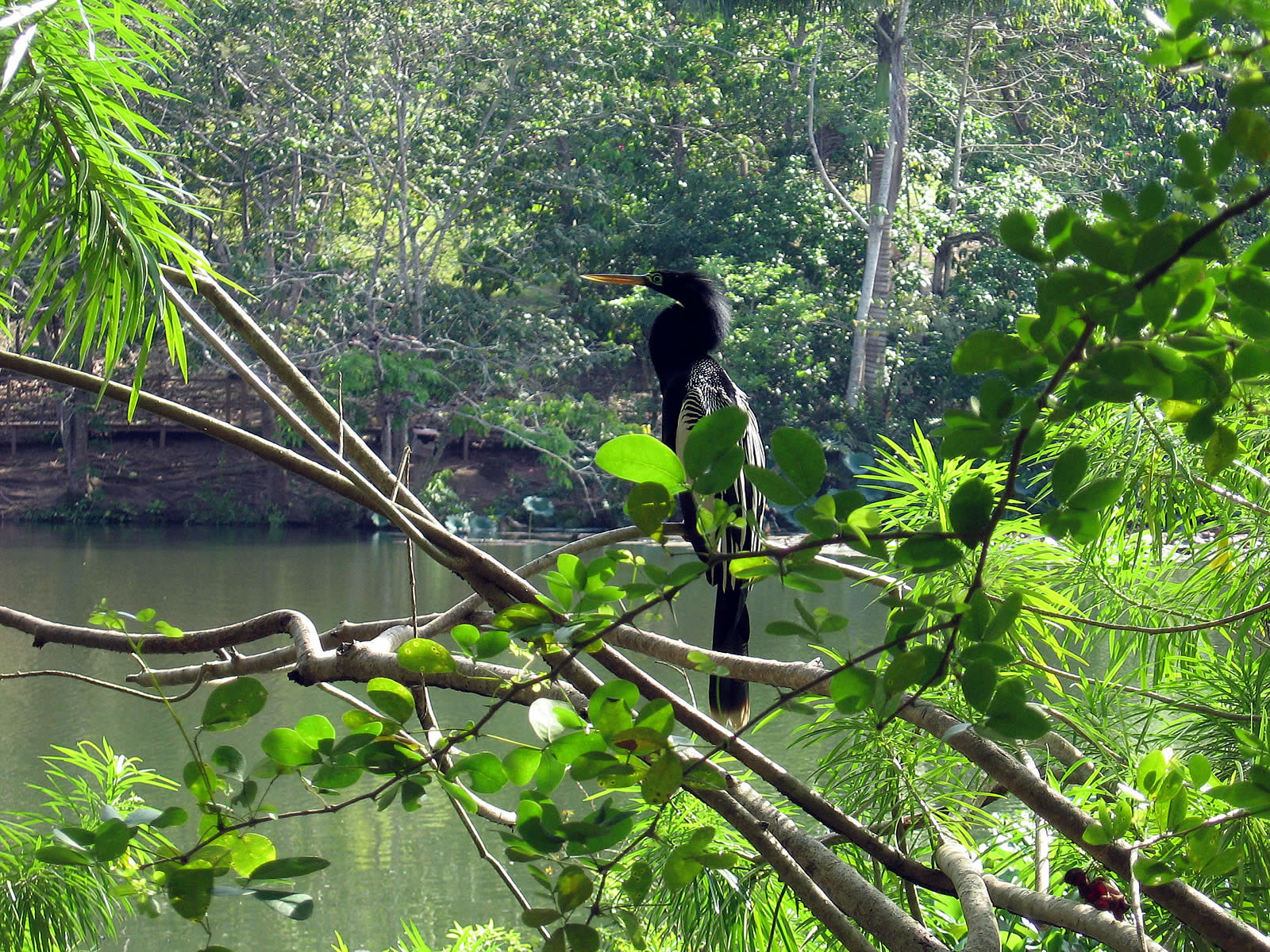 Pointe-A-Pierre Wild Fowl Trust: Destination Trinidad and Tobago