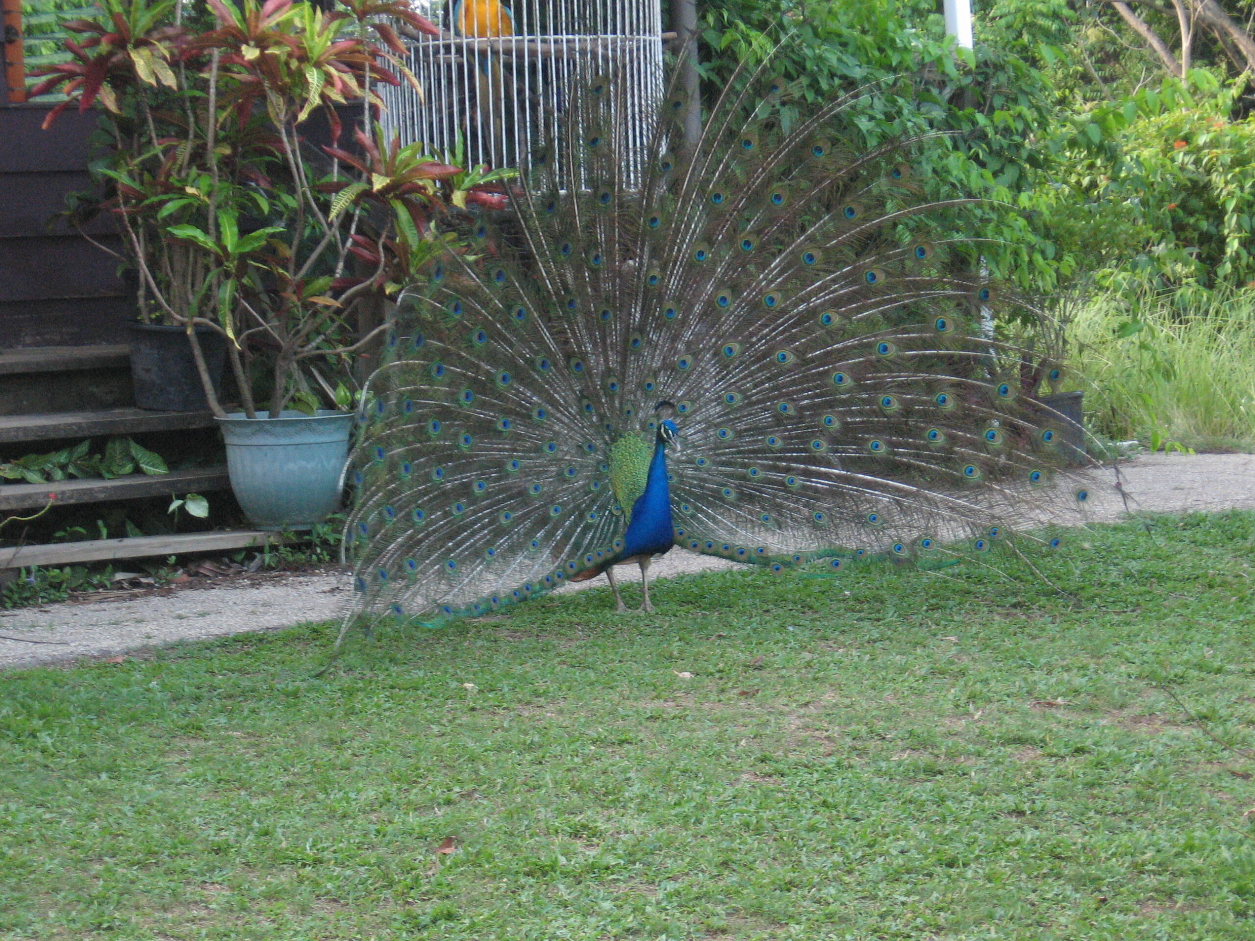 PointeAPierre Wild Fowl Trust Destination Trinidad and Tobago Tours, Holidays, Vacations PointeAPierre Wild Fowl Trust Destination Trinidad and Tobago Tours, Holidays, Vacations